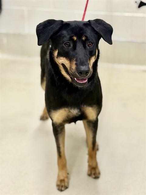 Giselle - 53038, adopted, Adult Female Doberman Pinscher.