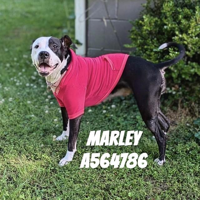 Enlarge MARLEY, a Adoptable mixed breed in Huntsville, AL image 1/1