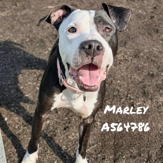 MARLEY, Adoptable, Adult Female Pit Bull Terrier & Mixed Breed.