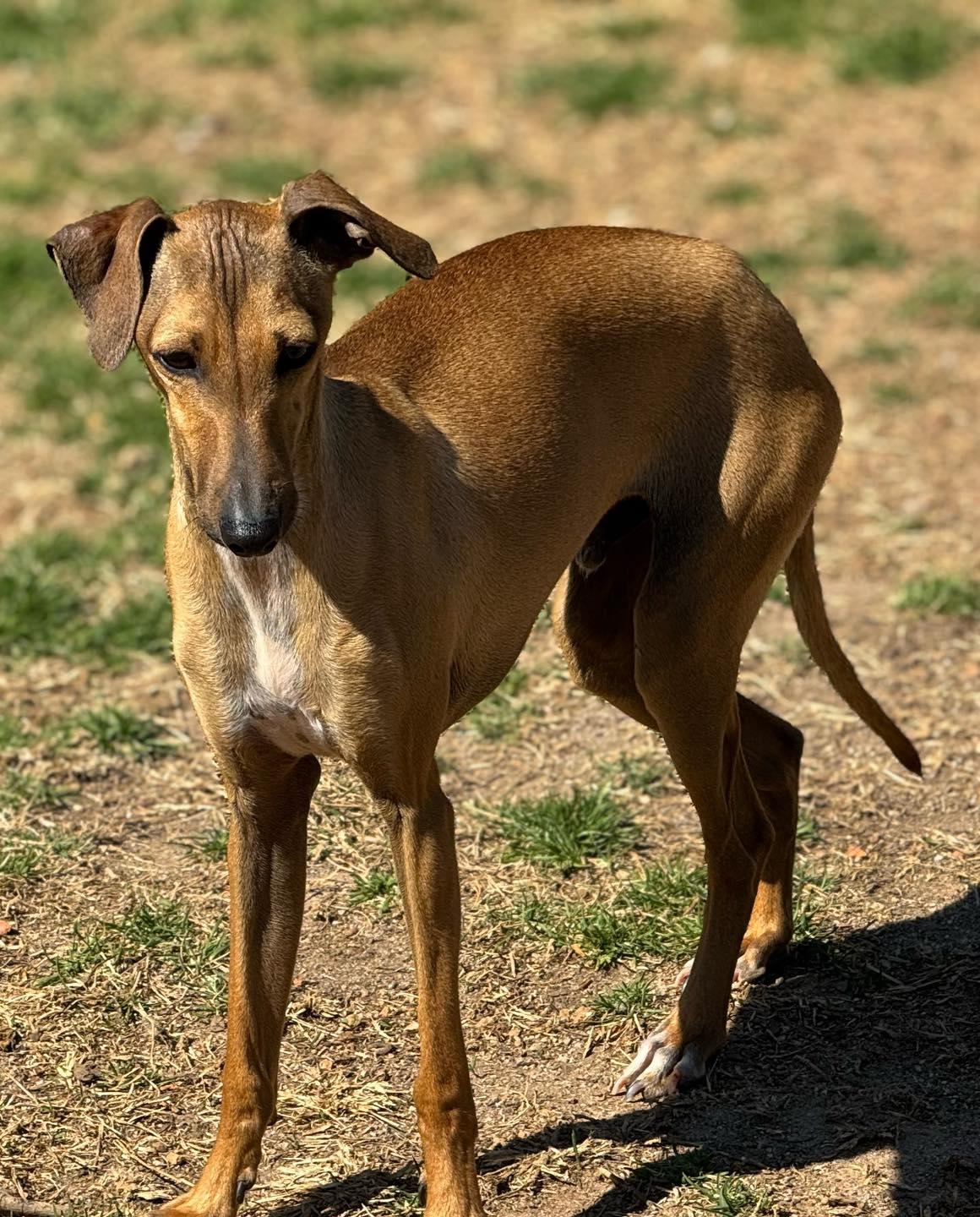 Stanley, Adoptable, Young Male Italian Greyhound.