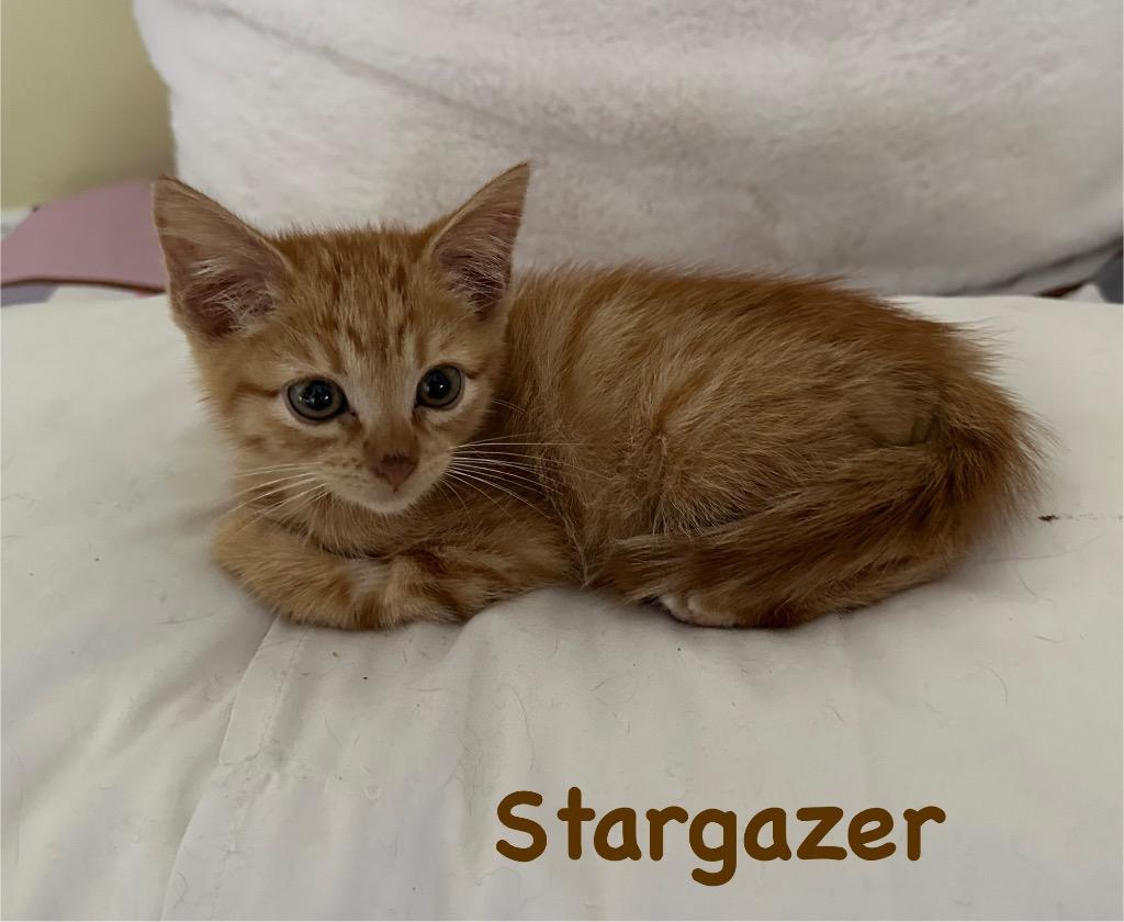 Stargazer