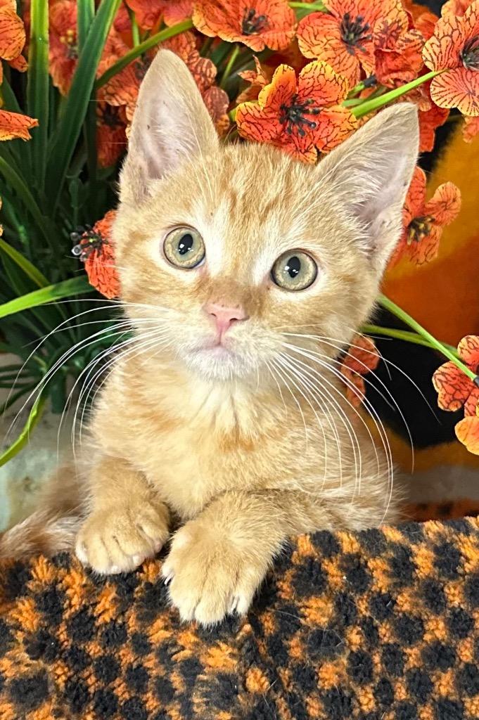 Enlarge 5/3/26 Krush, a Adoptable mixed breed in Stillwater, OK image 1/1
