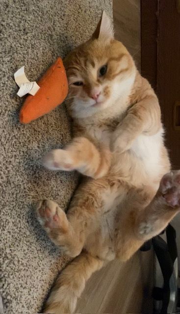 CHAKO MARU, Adopted, Adult Male Domestic Short Hair.