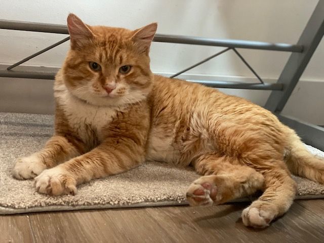 Enlarge CHAKO MARU, a Adopted Domestic Short Hair in Redondo Beach , CA image 2/4