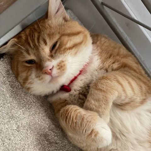 Enlarge CHAKO MARU, a Adopted Domestic Short Hair in Redondo Beach , CA image 3/4