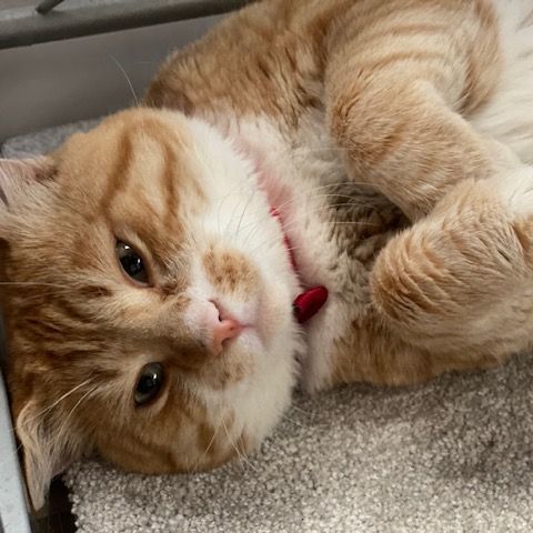 Enlarge CHAKO MARU, a Adopted Domestic Short Hair in Redondo Beach , CA image 4/4