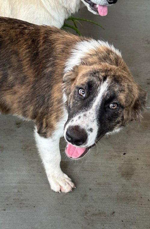 Buster, Adoptable, Young Male Great Pyrenees.
