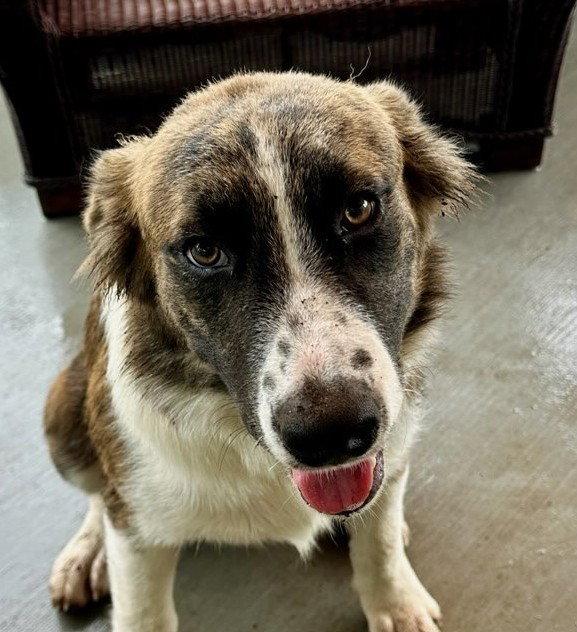 Enlarge Buster, a Adoptable Great Pyrenees in Winter Park, CO image 2/3