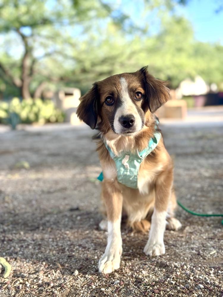 Finn, Adoptable, Puppy Male Australian Shepherd.
