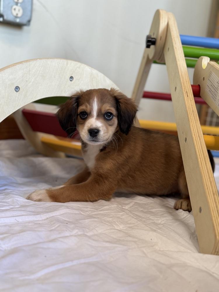 Enlarge Finn, a Adoptable mixed breed in Tucson, AZ image 1/3