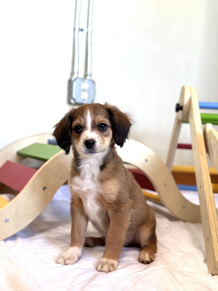 Enlarge Finn, a Adoptable mixed breed in Tucson, AZ image 2/3