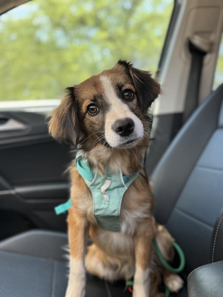 Enlarge Finn, a Adoptable mixed breed in Tucson, AZ image 2/4