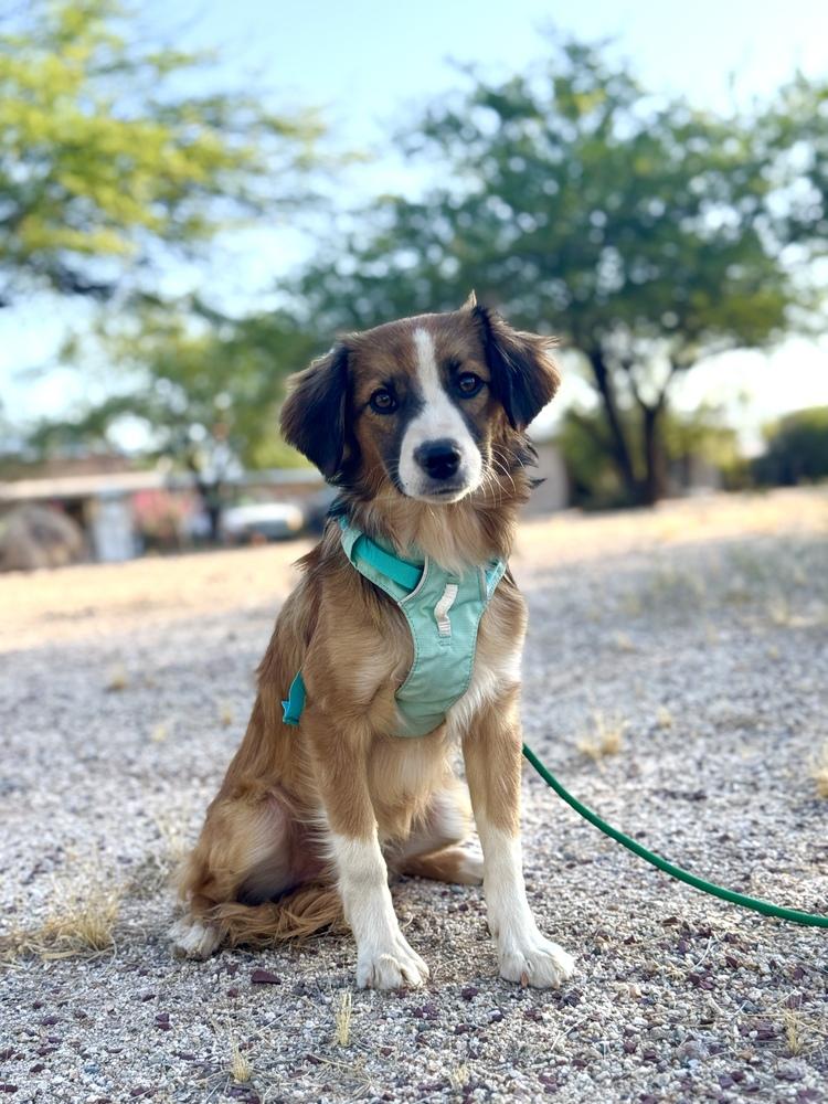 Enlarge Finn, a Adoptable mixed breed in Tucson, AZ image 3/4