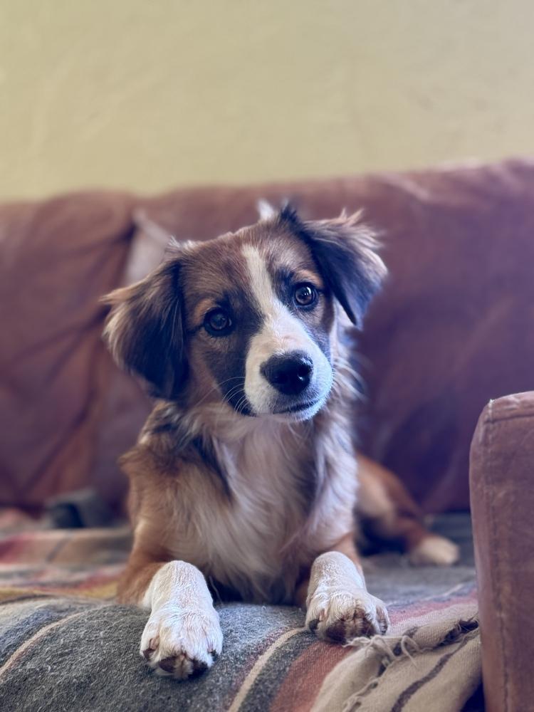 Enlarge Finn, a Adoptable mixed breed in Tucson, AZ image 4/4