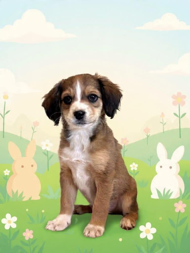 Enlarge Finn, a Adoptable mixed breed in Tucson, AZ image 3/3