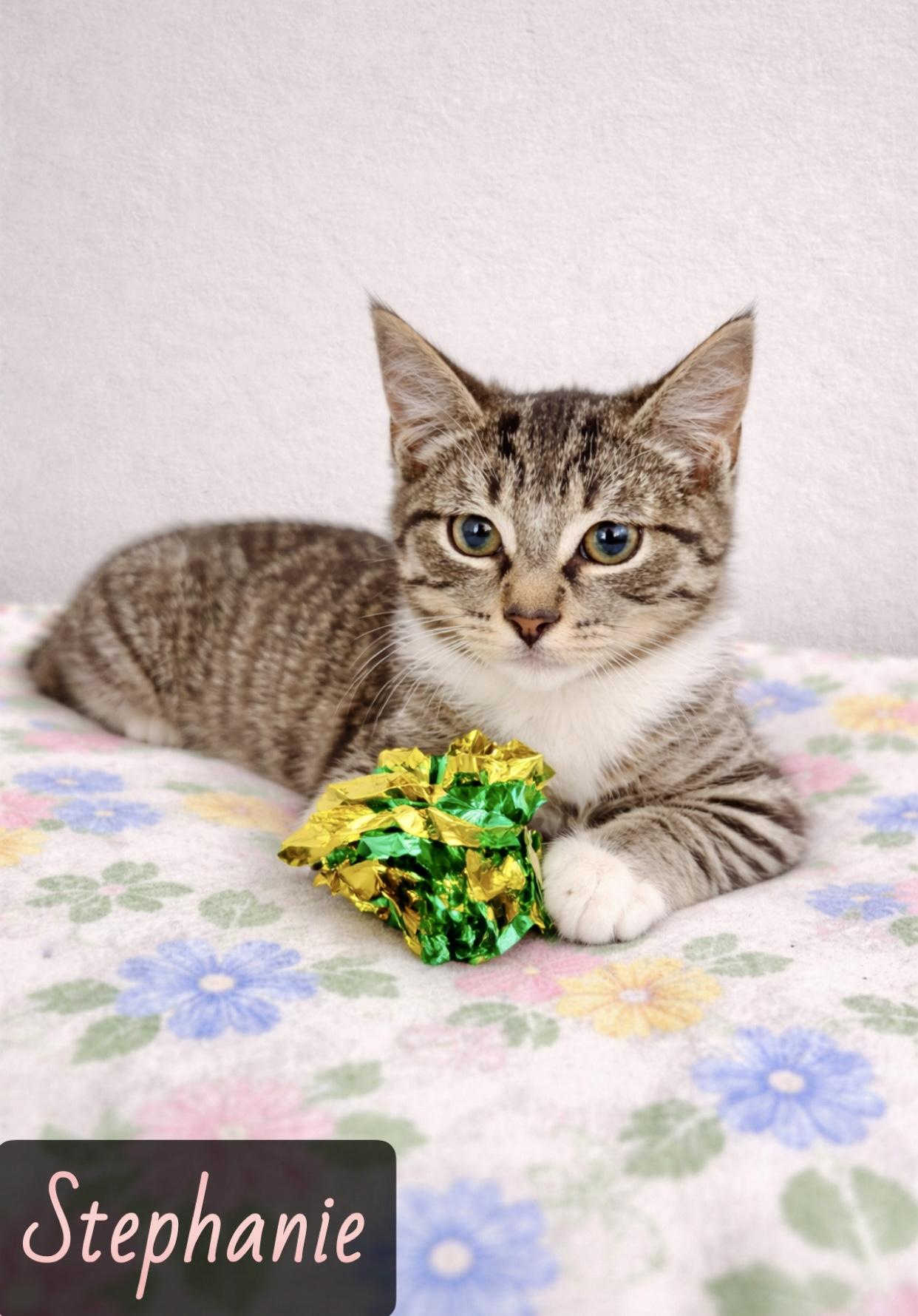 Stephanie, ADOPTABLE, Young Female Domestic Short Hair.