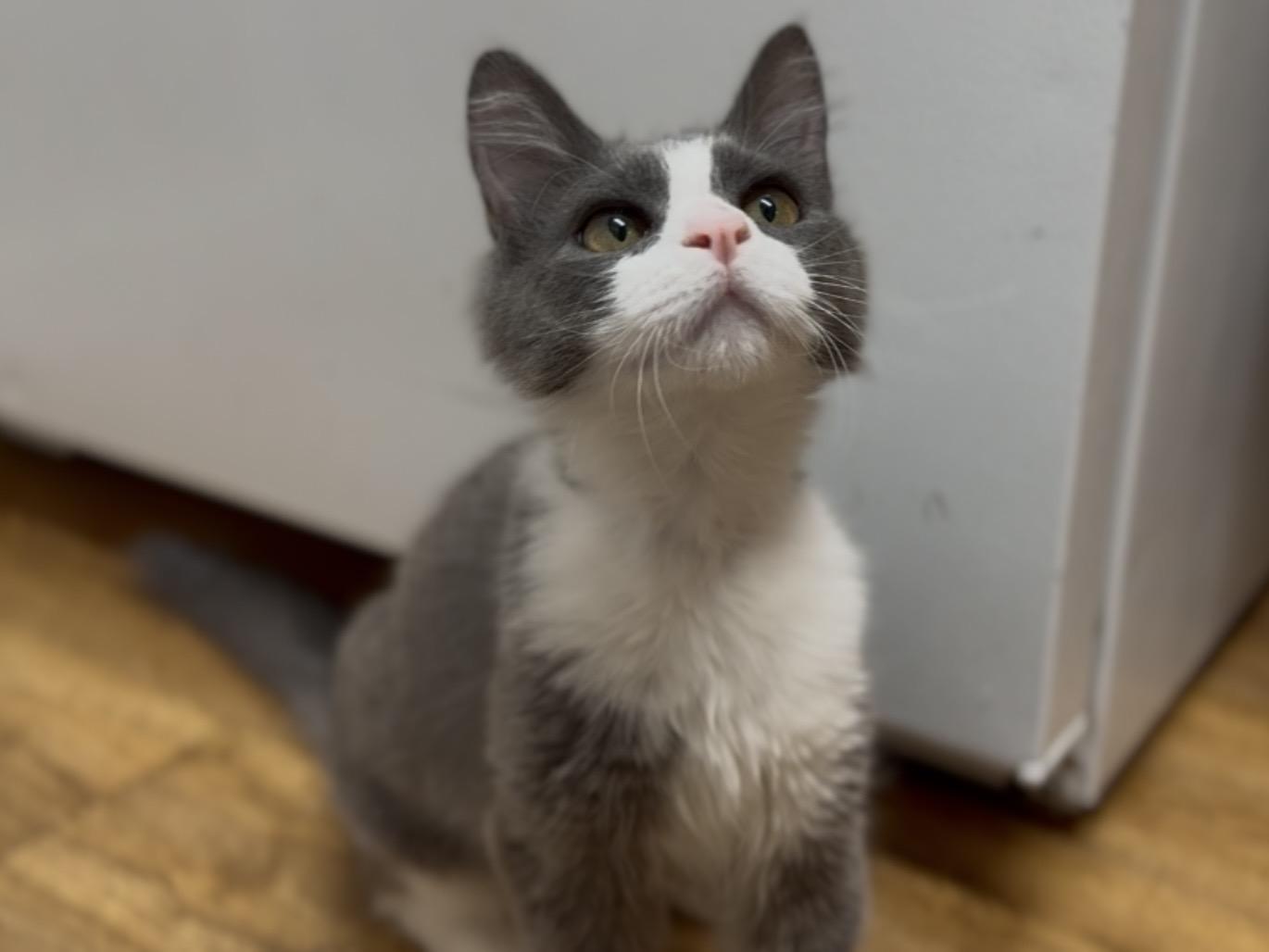 Piper, a ADOPTABLE Domestic Short Hair in Davis, CA image 4/6