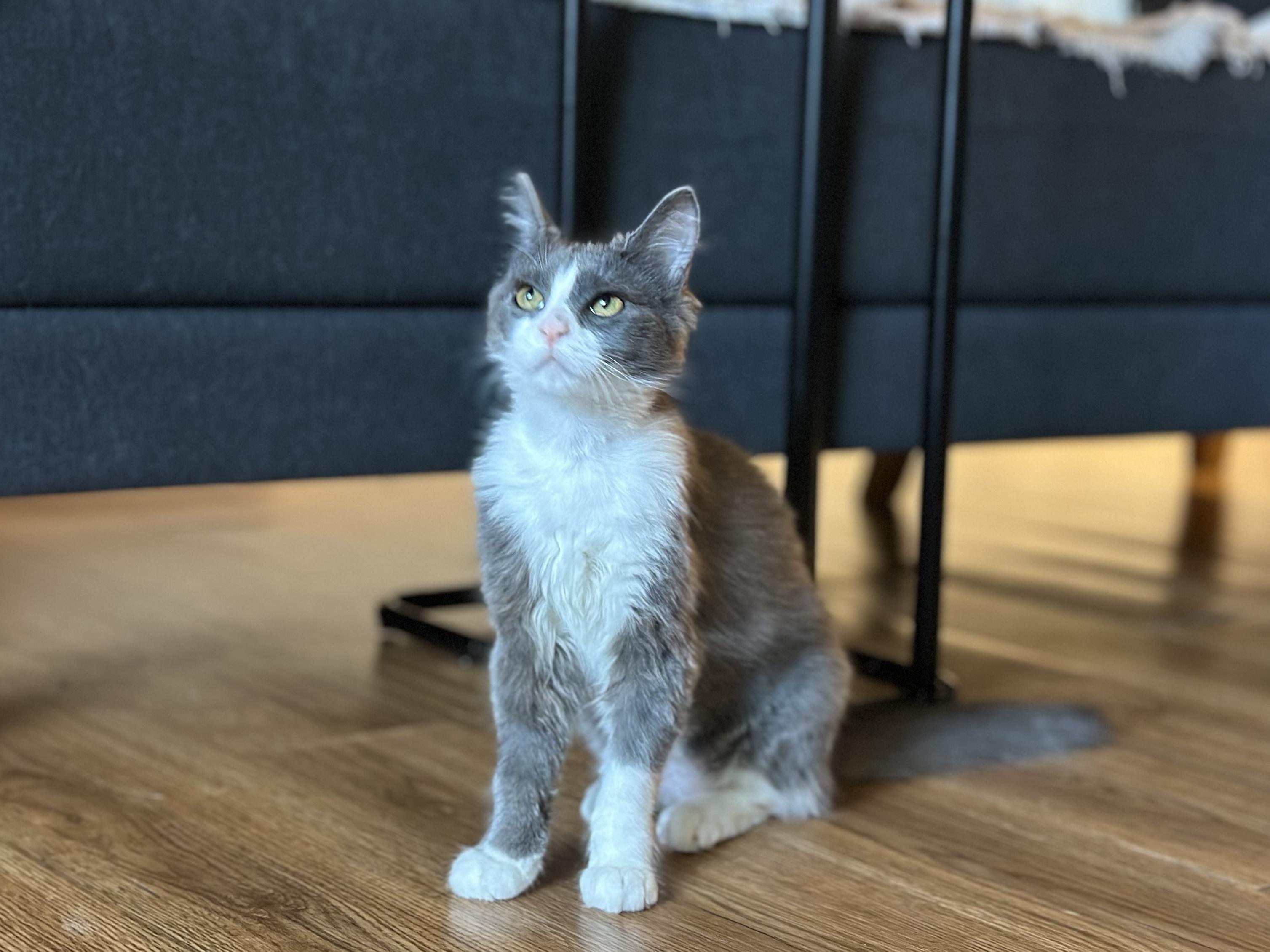 Piper, a ADOPTABLE Domestic Short Hair in Davis, CA image 3/6