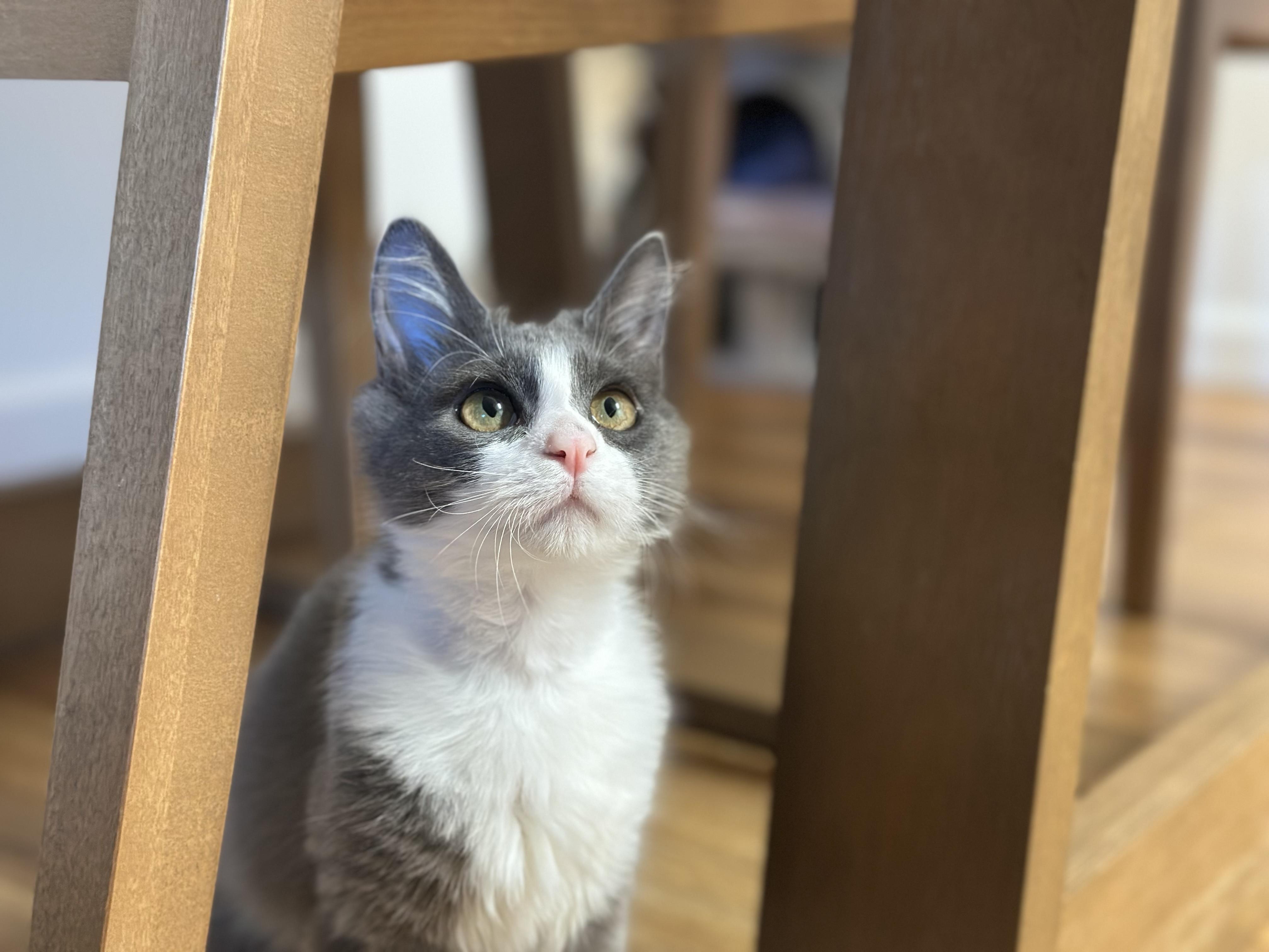 Piper, a ADOPTABLE Domestic Short Hair in Davis, CA image 5/6