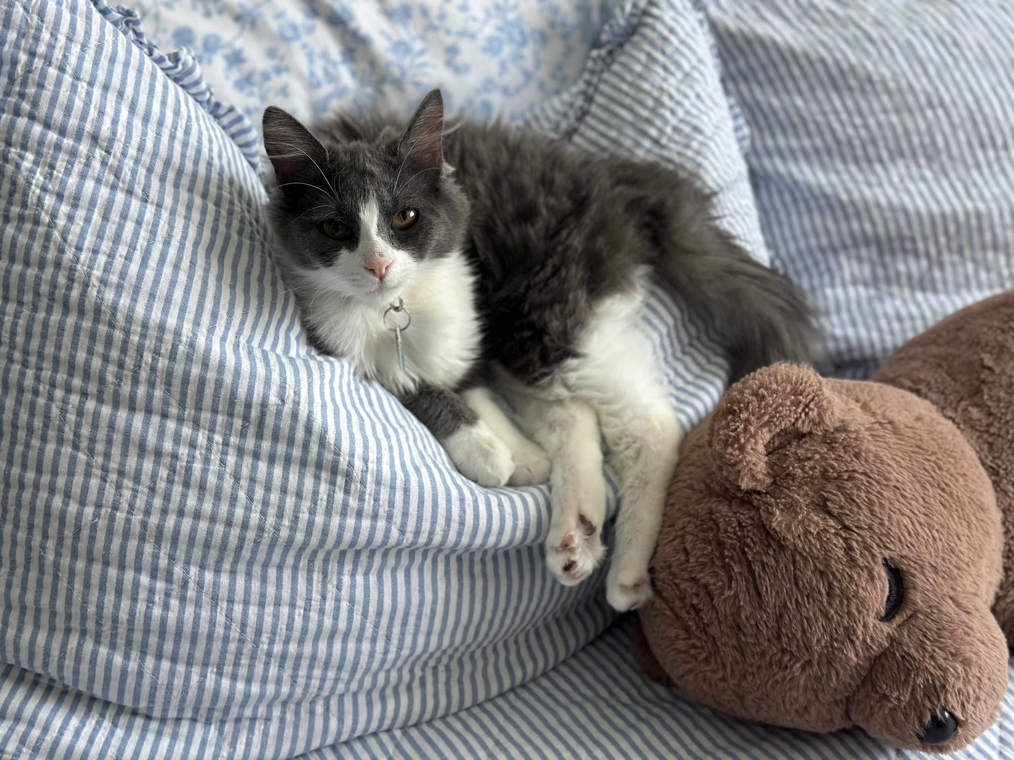 Piper, ADOPTABLE, Kitten Female Domestic Short Hair.