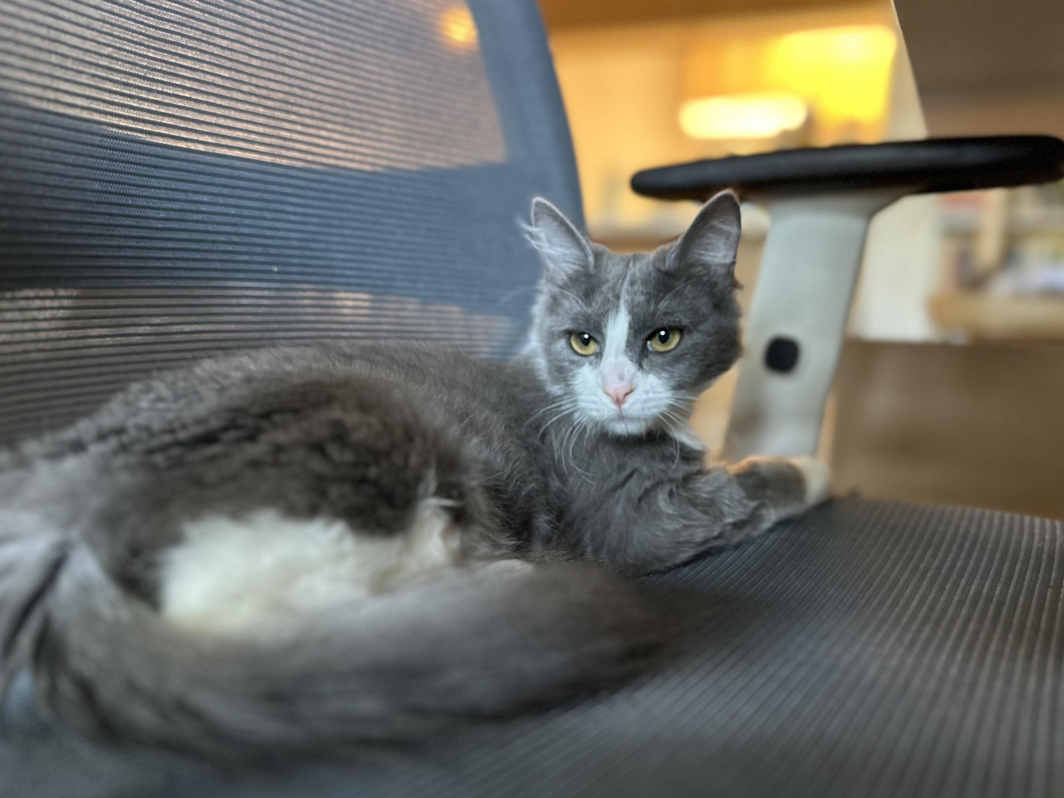 Piper, a ADOPTABLE Domestic Short Hair in Davis, CA image 6/6