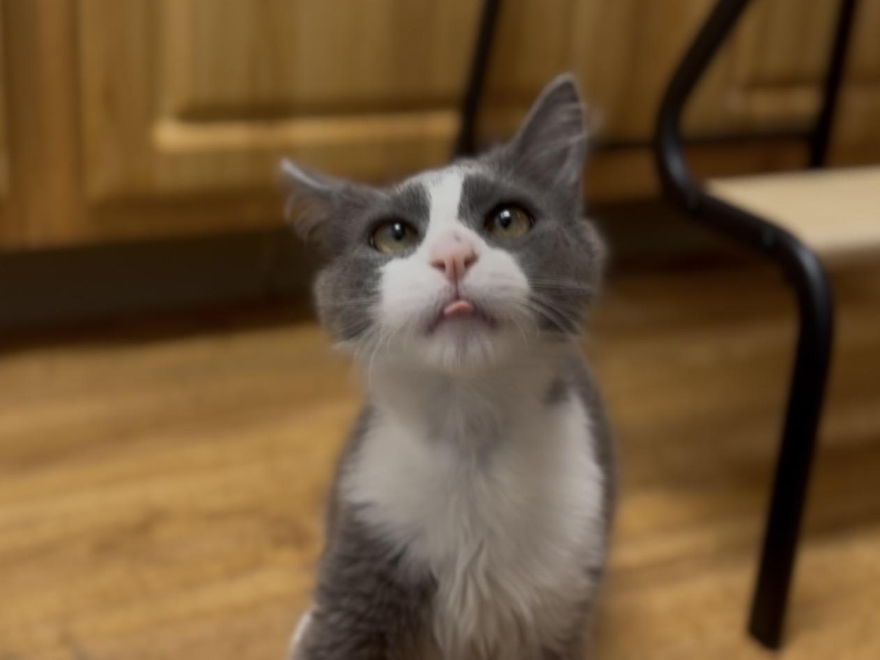 Piper, a ADOPTABLE Domestic Short Hair in Davis, CA image 2/6