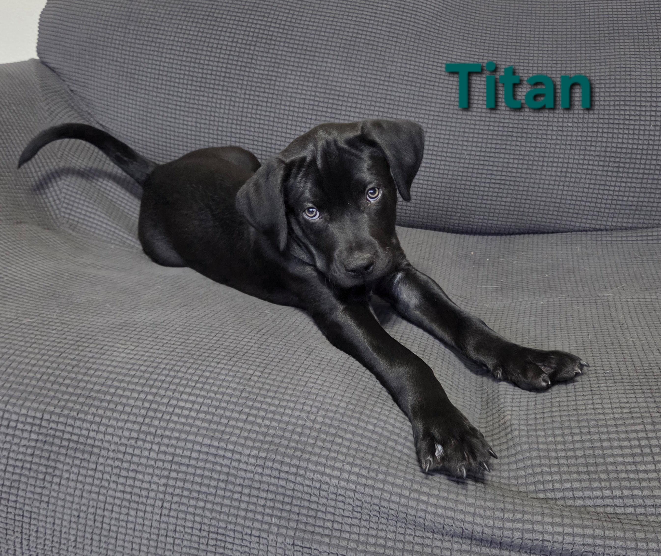 Titan, a ADOPTABLE mixed breed in Colorado Springs, CO image 1/2