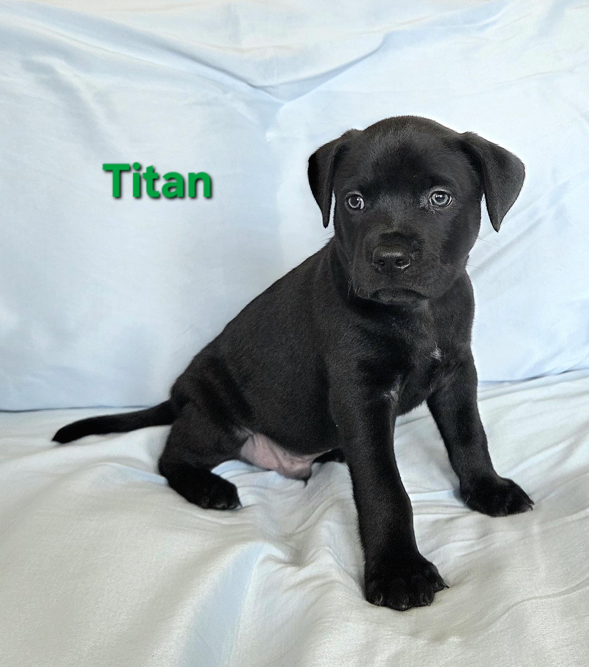 Titan, a ADOPTABLE mixed breed in Colorado Springs, CO image 2/2