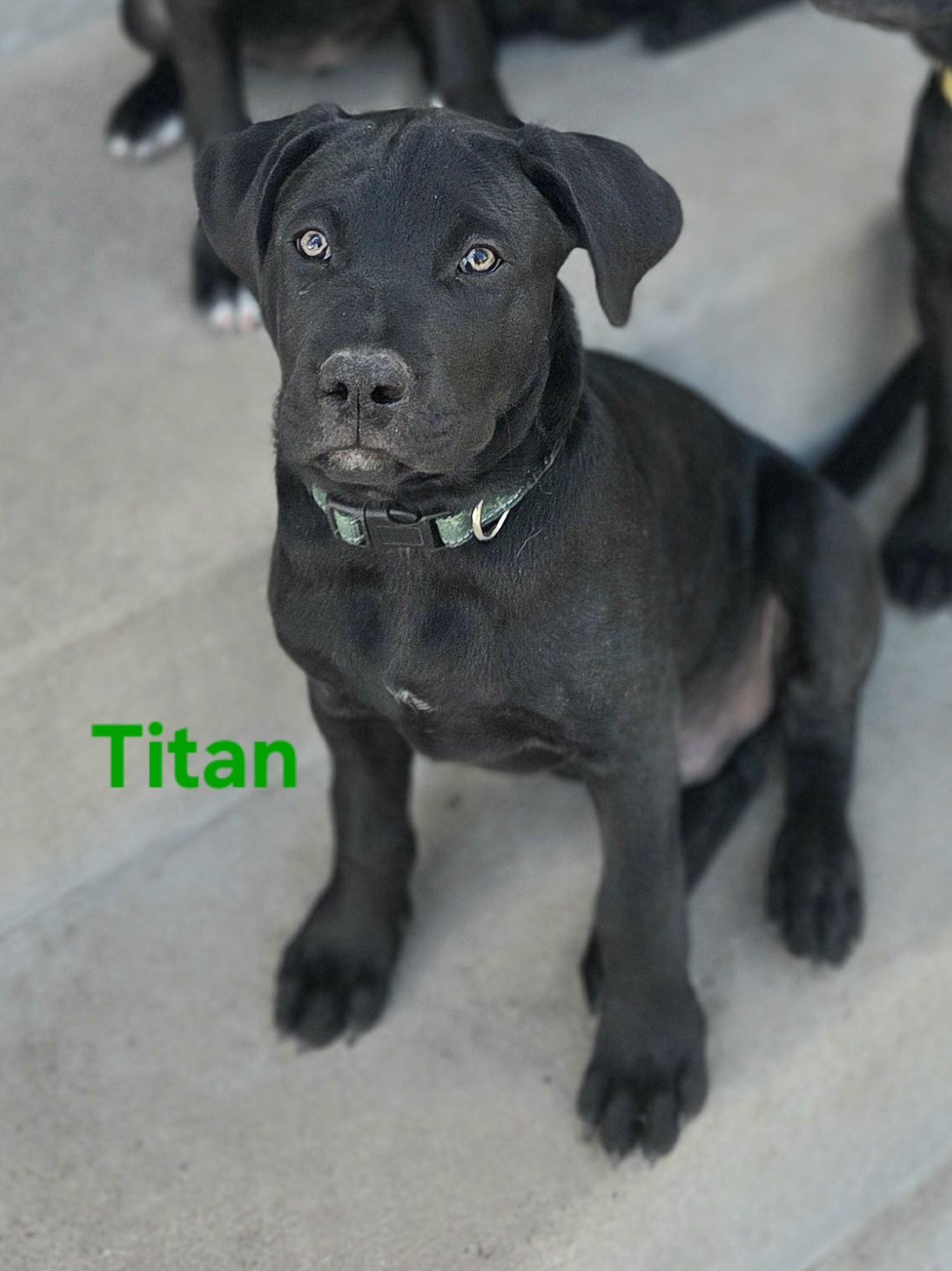 Enlarge Titan, a ADOPTABLE mixed breed in Colorado Springs, CO image 1/3