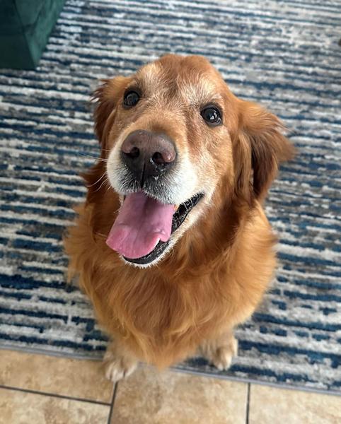 Harley, a ADOPTABLE Golden Retriever in Los Angeles, CA image 3/6