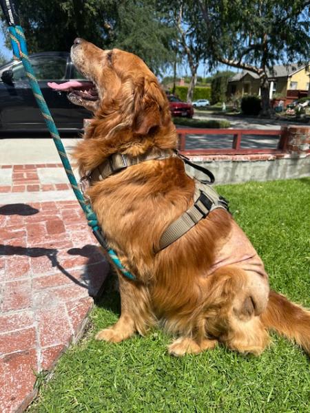 Enlarge Harley, a ADOPTABLE Golden Retriever in Los Angeles, CA image 5/6