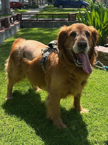 Enlarge Harley, a ADOPTABLE Golden Retriever in Los Angeles, CA image 2/6