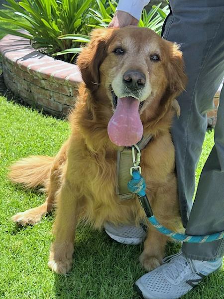 Enlarge Harley, a ADOPTABLE Golden Retriever in Los Angeles, CA image 4/6
