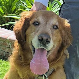 Harley, ADOPTABLE, Adult Male Golden Retriever.
