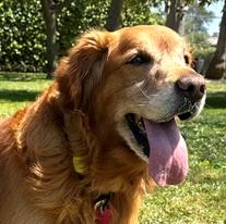 Harley, a ADOPTABLE Golden Retriever in Los Angeles, CA image 4/6