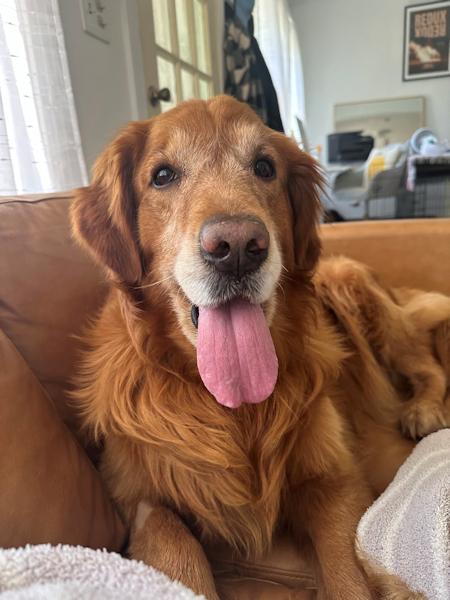Harley, a ADOPTABLE Golden Retriever in Los Angeles, CA image 2/6