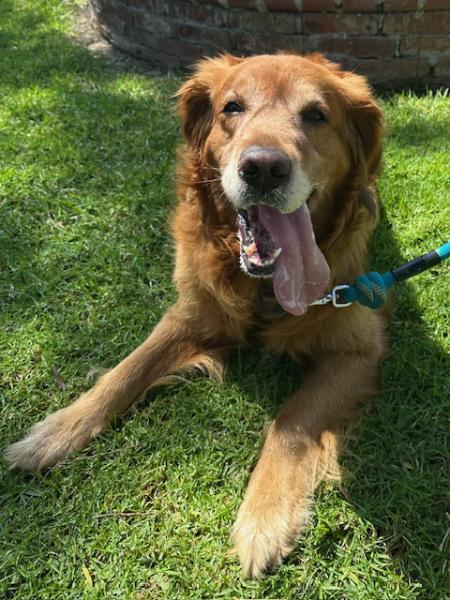 Enlarge Harley, a ADOPTABLE Golden Retriever in Los Angeles, CA image 3/6
