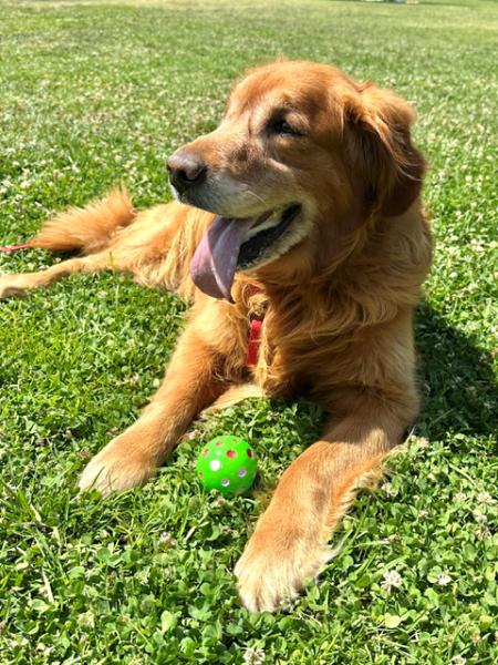 Harley, a ADOPTABLE Golden Retriever in Los Angeles, CA image 6/6