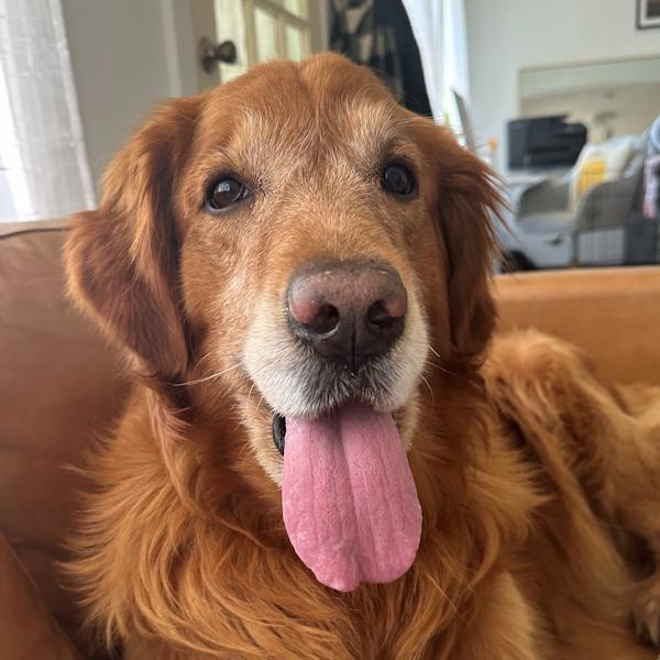 Harley, a ADOPTABLE Golden Retriever in Los Angeles, CA image 1/6