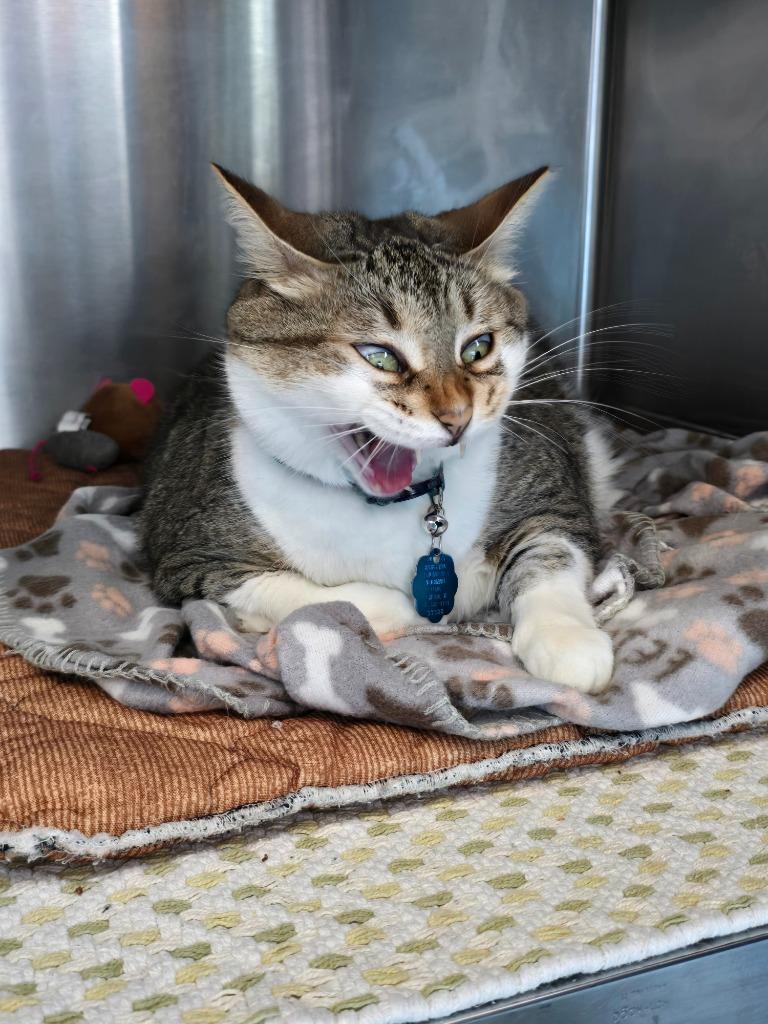 Enlarge Lucy, a Adoptable mixed breed in Ashland, WI image 3/3