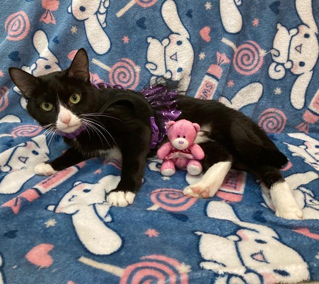 Enlarge JUNO, a Adoptable Domestic Short Hair in Upper Marlboro, MD image 1/1