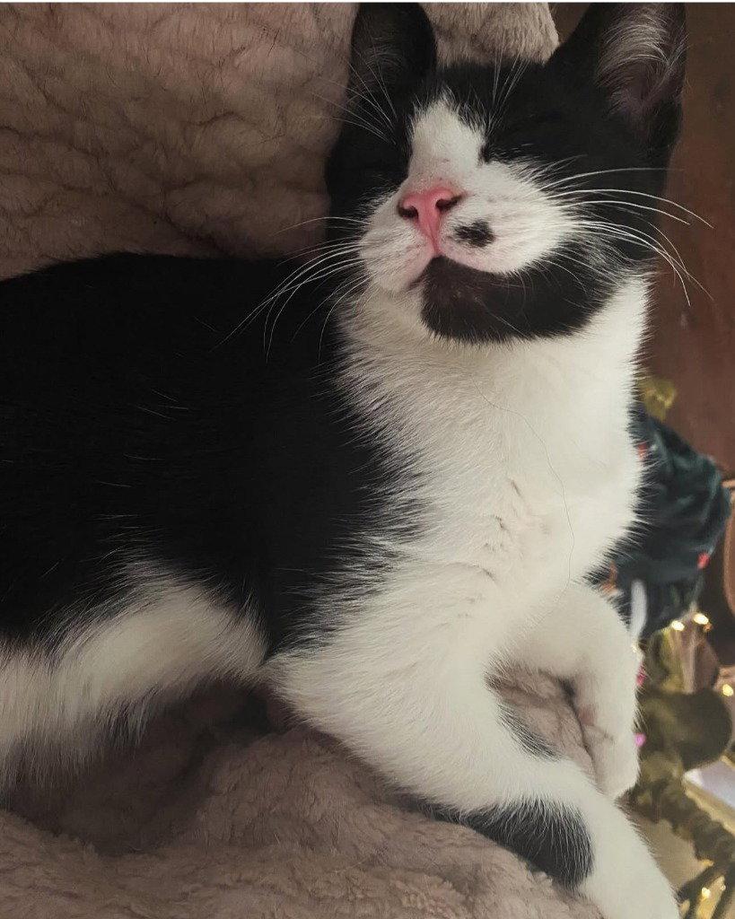 AL - Monroe, Adoptable, Adult Female Domestic Short Hair.