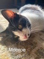 Enlarge AL - Monroe, a Adoptable Domestic Short Hair in Battle Ground, WA image 2/3