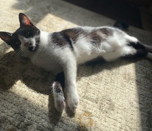 Enlarge AL - Monroe, a Adoptable Domestic Short Hair in Battle Ground, WA image 3/3
