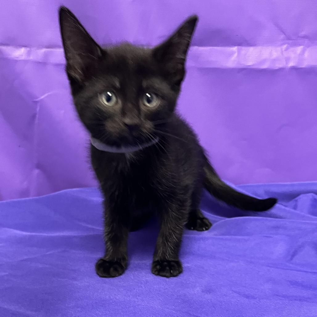 Enlarge Jamey, a Adoptable Domestic Medium Hair in Buffalo, MN image 1/1