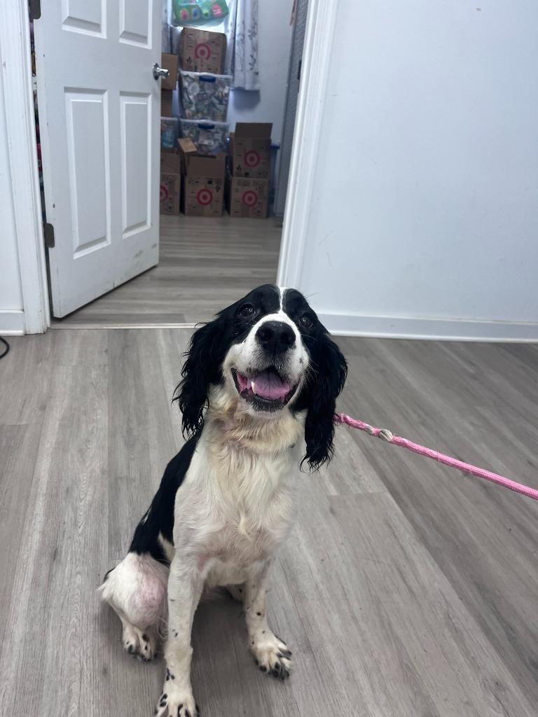 Posh, Adopted, Adult Female English Springer Spaniel.