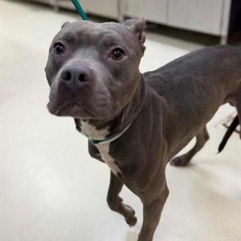 Enlarge Bison- 53674, a ADOPTABLE Pit Bull Terrier in Columbia, MD image 1/1