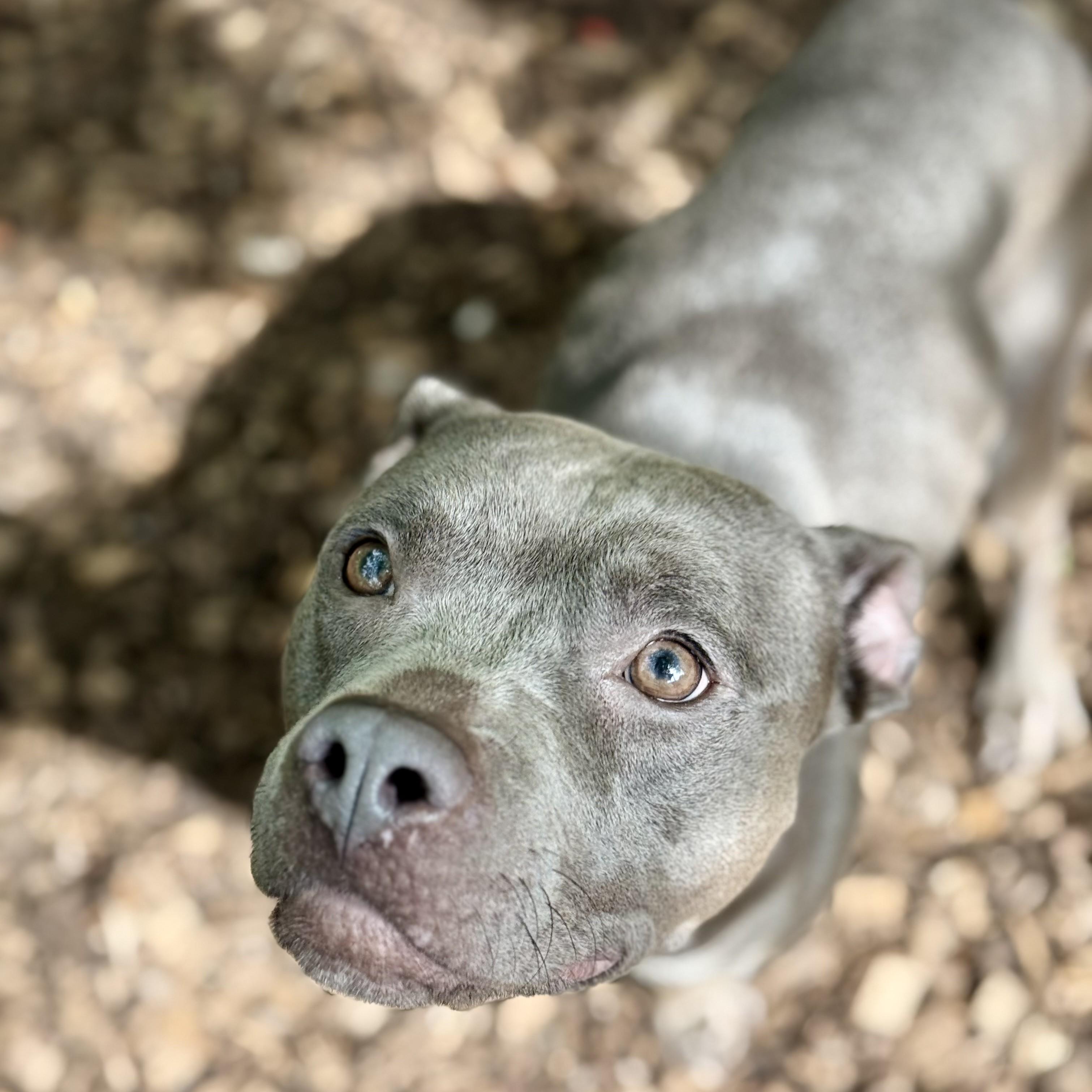Enlarge Bison- 53674, a Adoptable Pit Bull Terrier in Columbia, MD image 2/4