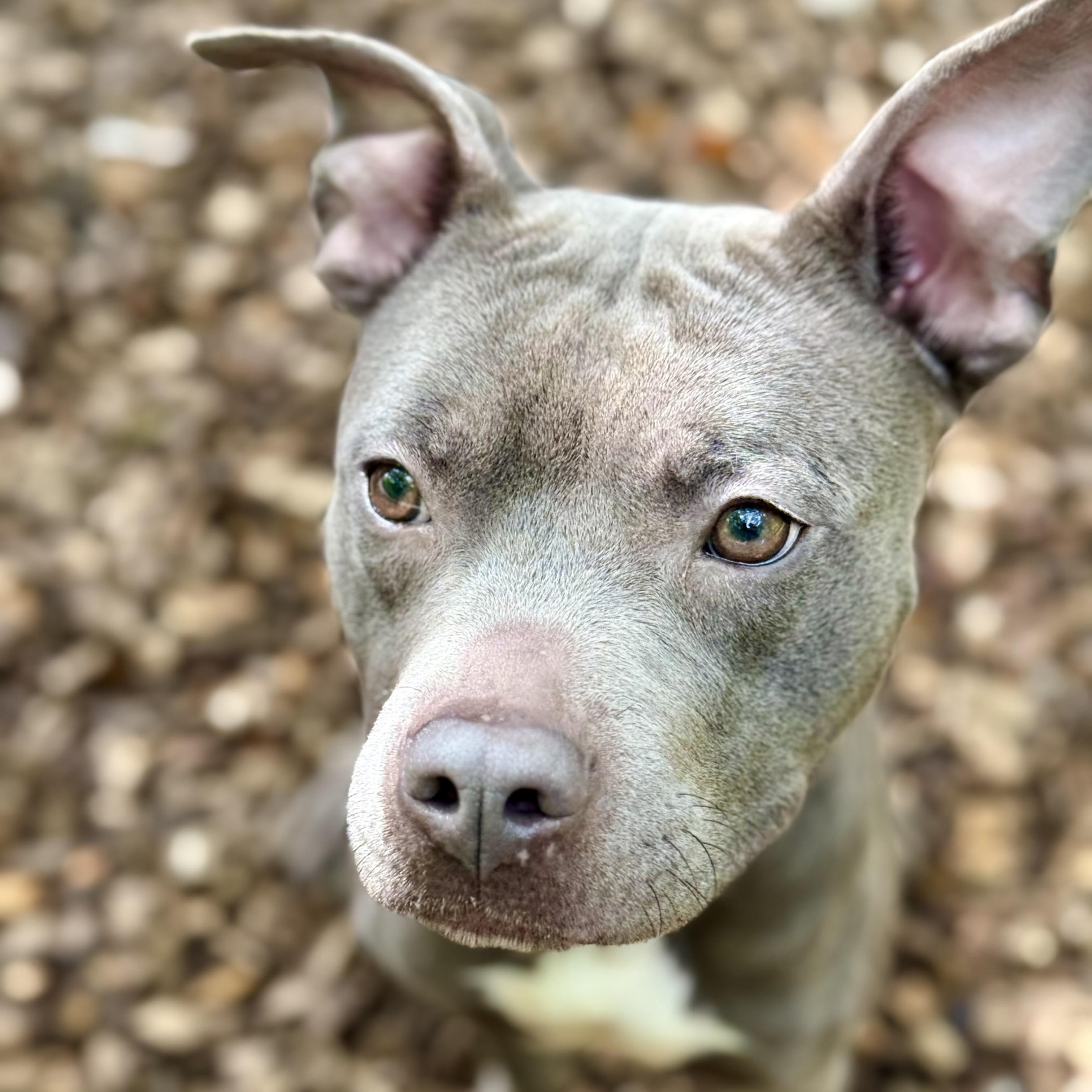 Enlarge Bison- 53674, a Adoptable Pit Bull Terrier in Columbia, MD image 3/4