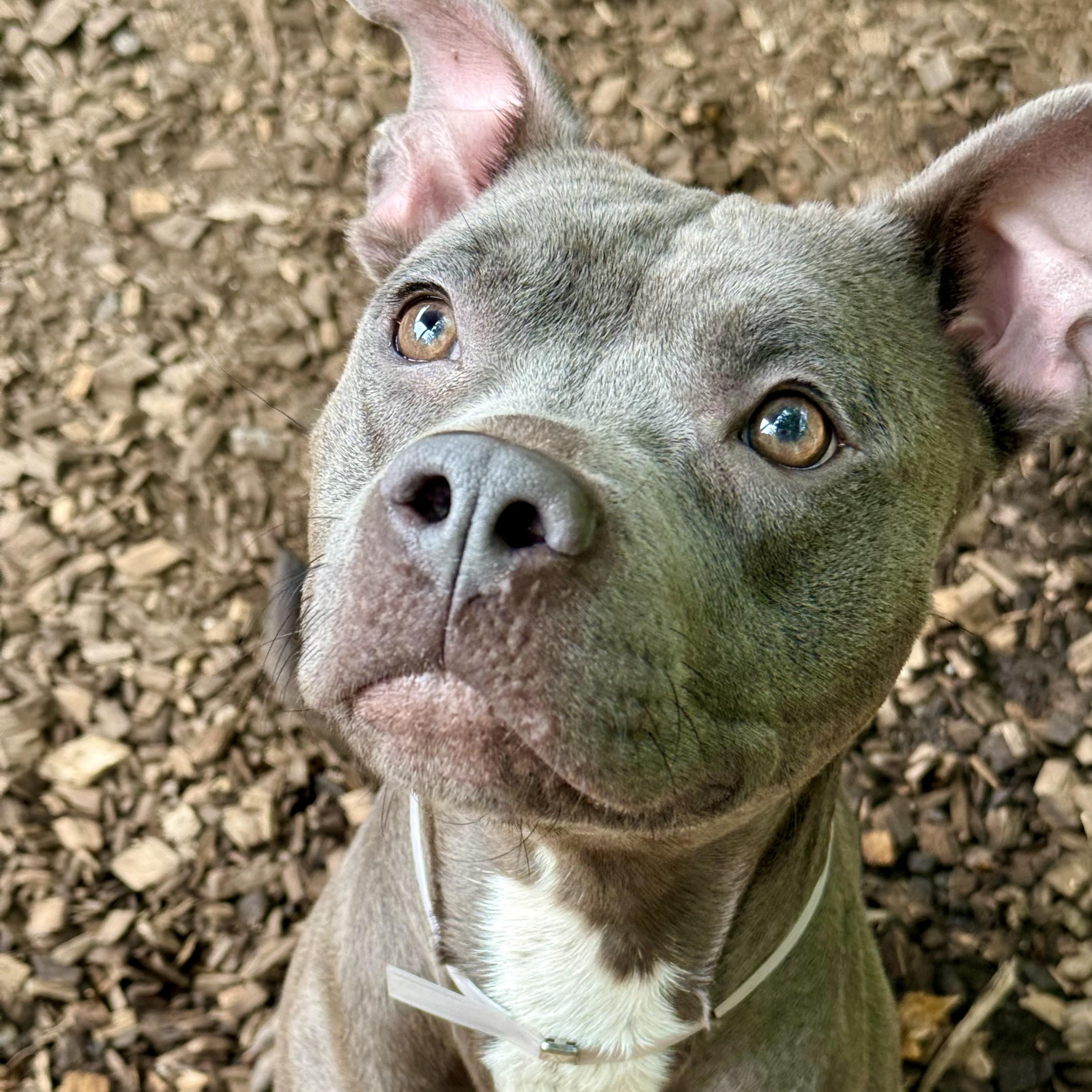 Bison- 53674, Adoptable, Adult Male Pit Bull Terrier.
